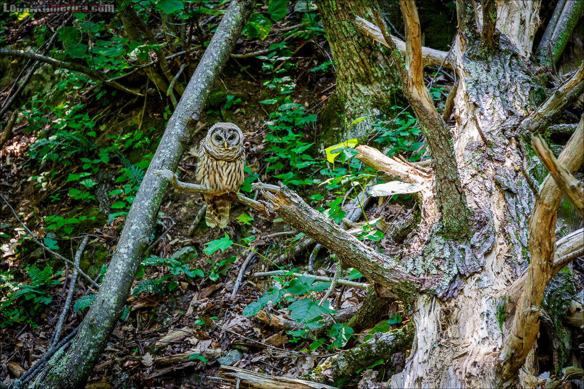 Путешествие по США | LookAtAmerica.com - Большое Американское путешествие LookAtIsrael.com