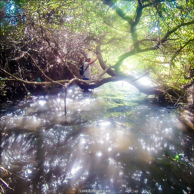 Поход по джунглям ручья Хермон (Баниас) | LookAtIsrael.com - Фото путешествия по Израилю
