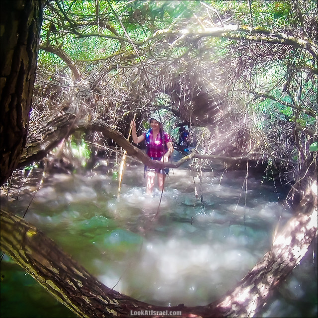 Поход по джунглям ручья Хермон (Баниас) | LookAtIsrael.com - Фото путешествия по Израилю