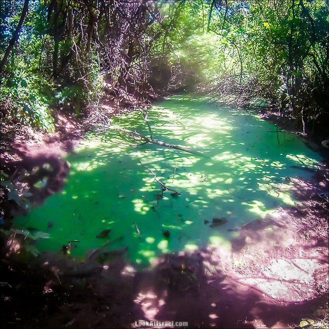 Поход по джунглям ручья Хермон (Баниас) | LookAtIsrael.com - Фото путешествия по Израилю