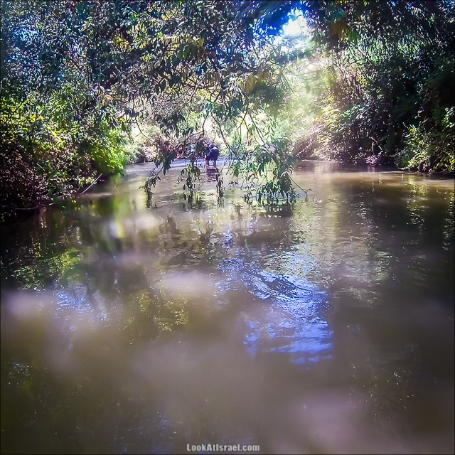 Поход по джунглям ручья Хермон (Баниас) | LookAtIsrael.com - Фото путешествия по Израилю