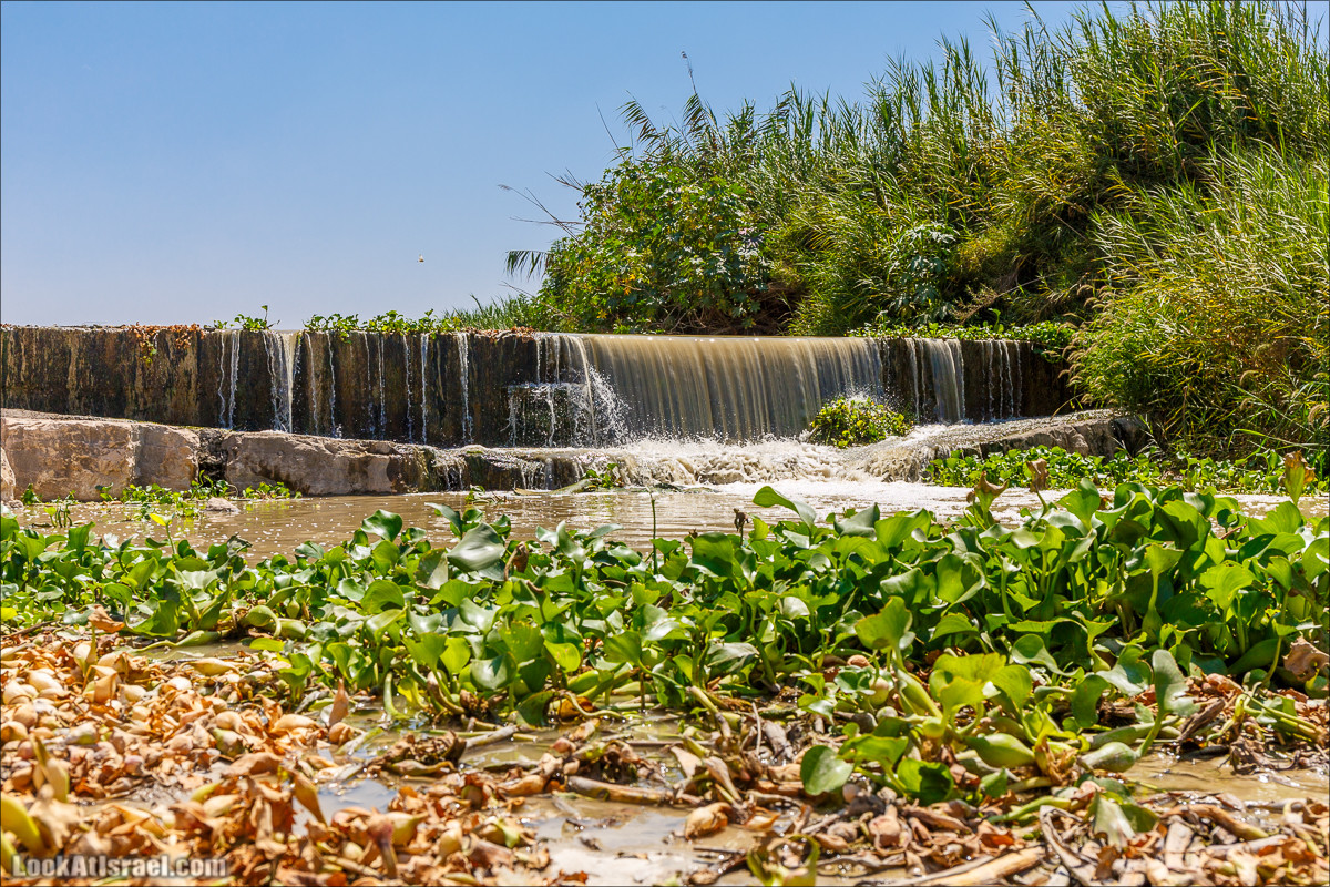 Личные черепахи и водопады импрессиониста Александра