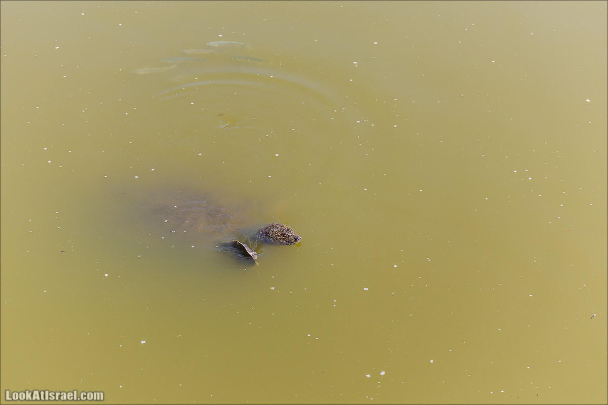 Ручей Александр, черепахи, природа и бездорожье | LookAtIsrael.com - Фото путешествия по Израилю