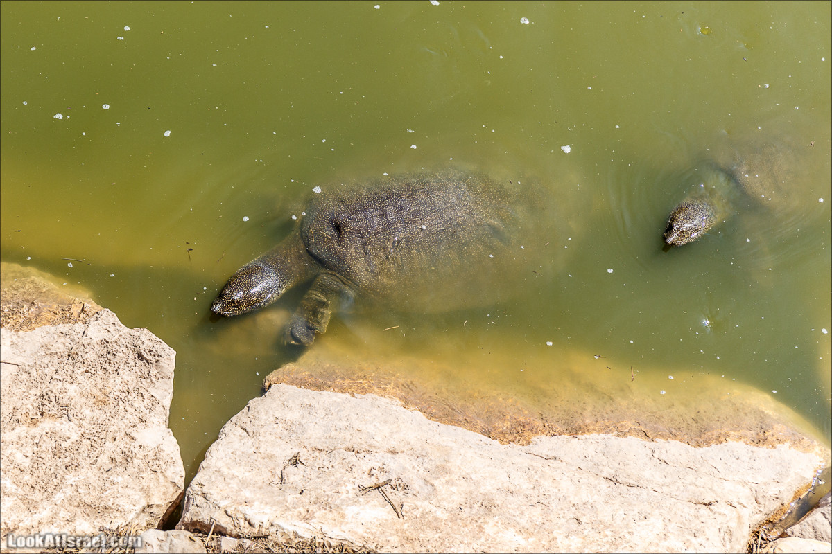 Ручей Александр, черепахи, природа и бездорожье | LookAtIsrael.com - Фото путешествия по Израилю