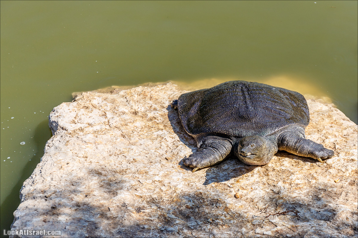 Ручей Александр, черепахи, природа и бездорожье | LookAtIsrael.com - Фото путешествия по Израилю