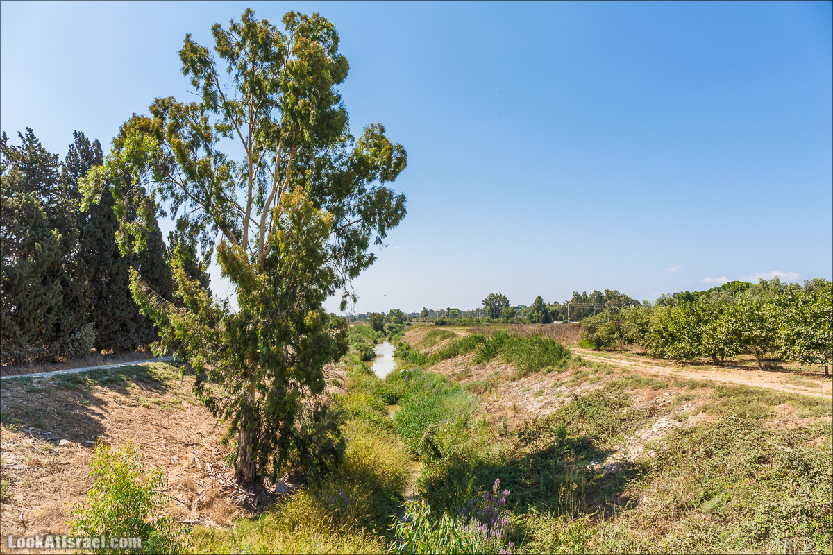 Ручей Александр, черепахи, природа и бездорожье | LookAtIsrael.com - Фото путешествия по Израилю