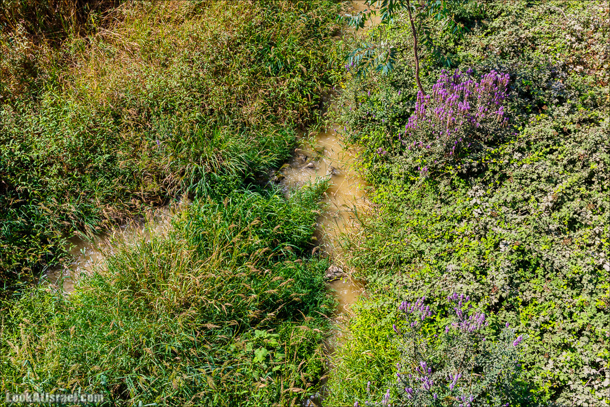 Ручей Александр, черепахи, природа и бездорожье | LookAtIsrael.com - Фото путешествия по Израилю