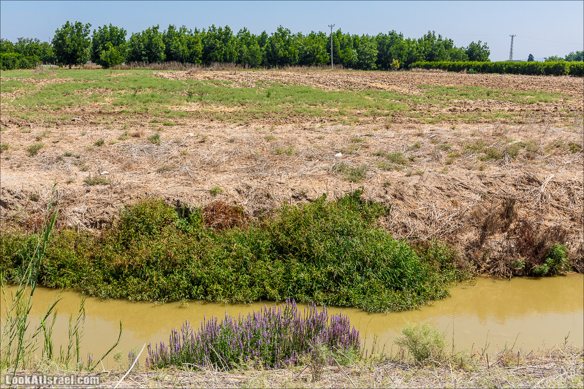 Ручей Александр, черепахи, природа и бездорожье | LookAtIsrael.com - Фото путешествия по Израилю