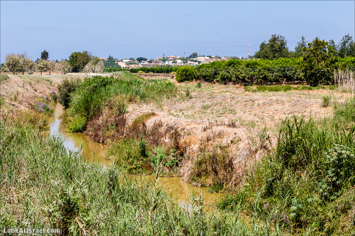 Ручей Александр, черепахи, природа и бездорожье | LookAtIsrael.com - Фото путешествия по Израилю