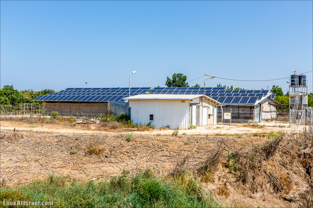 Ручей Александр, черепахи, природа и бездорожье | LookAtIsrael.com - Фото путешествия по Израилю