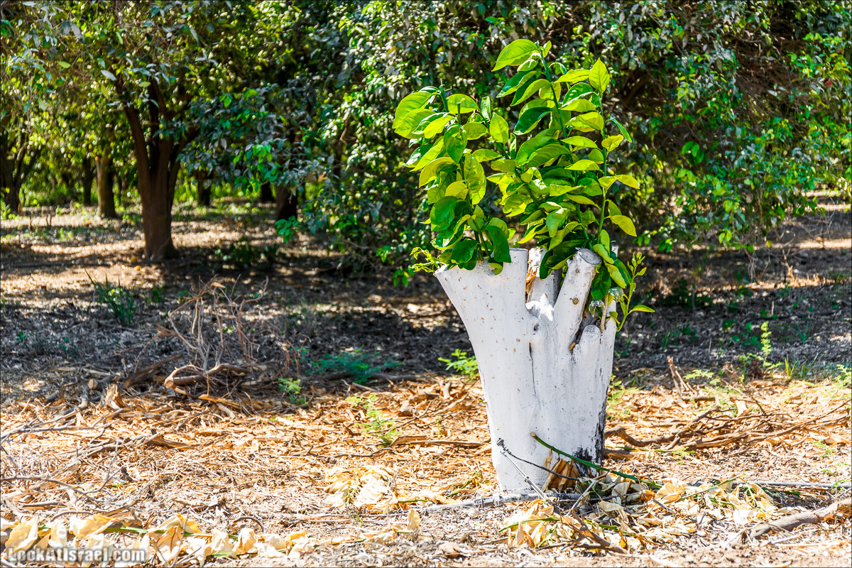 Ручей Александр, черепахи, природа и бездорожье | LookAtIsrael.com - Фото путешествия по Израилю