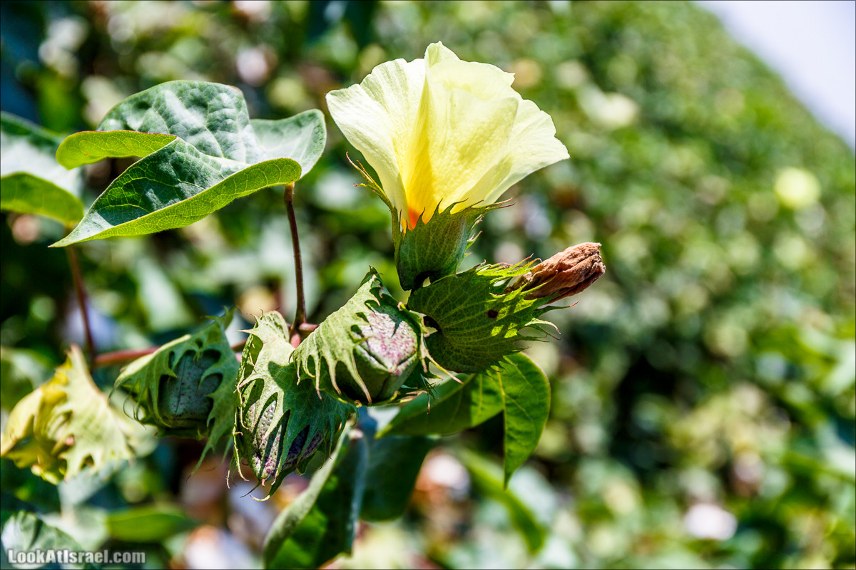 Ручей Александр, черепахи, природа и бездорожье | LookAtIsrael.com - Фото путешествия по Израилю