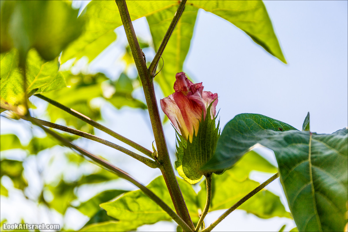 Ручей Александр, черепахи, природа и бездорожье | LookAtIsrael.com - Фото путешествия по Израилю