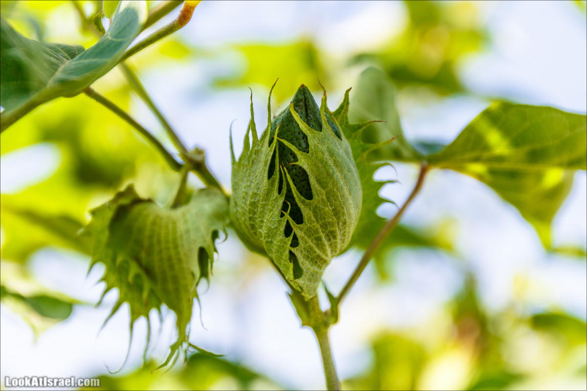 Ручей Александр, черепахи, природа и бездорожье | LookAtIsrael.com - Фото путешествия по Израилю