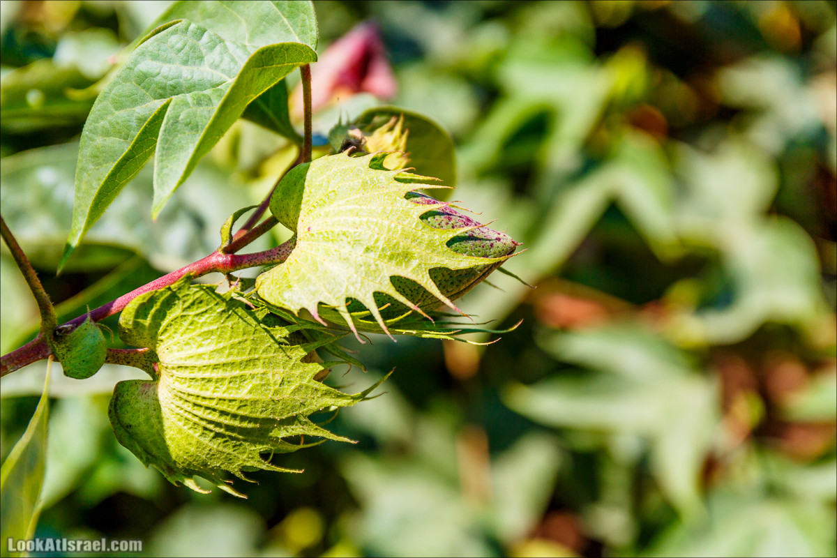 Ручей Александр, черепахи, природа и бездорожье | LookAtIsrael.com - Фото путешествия по Израилю