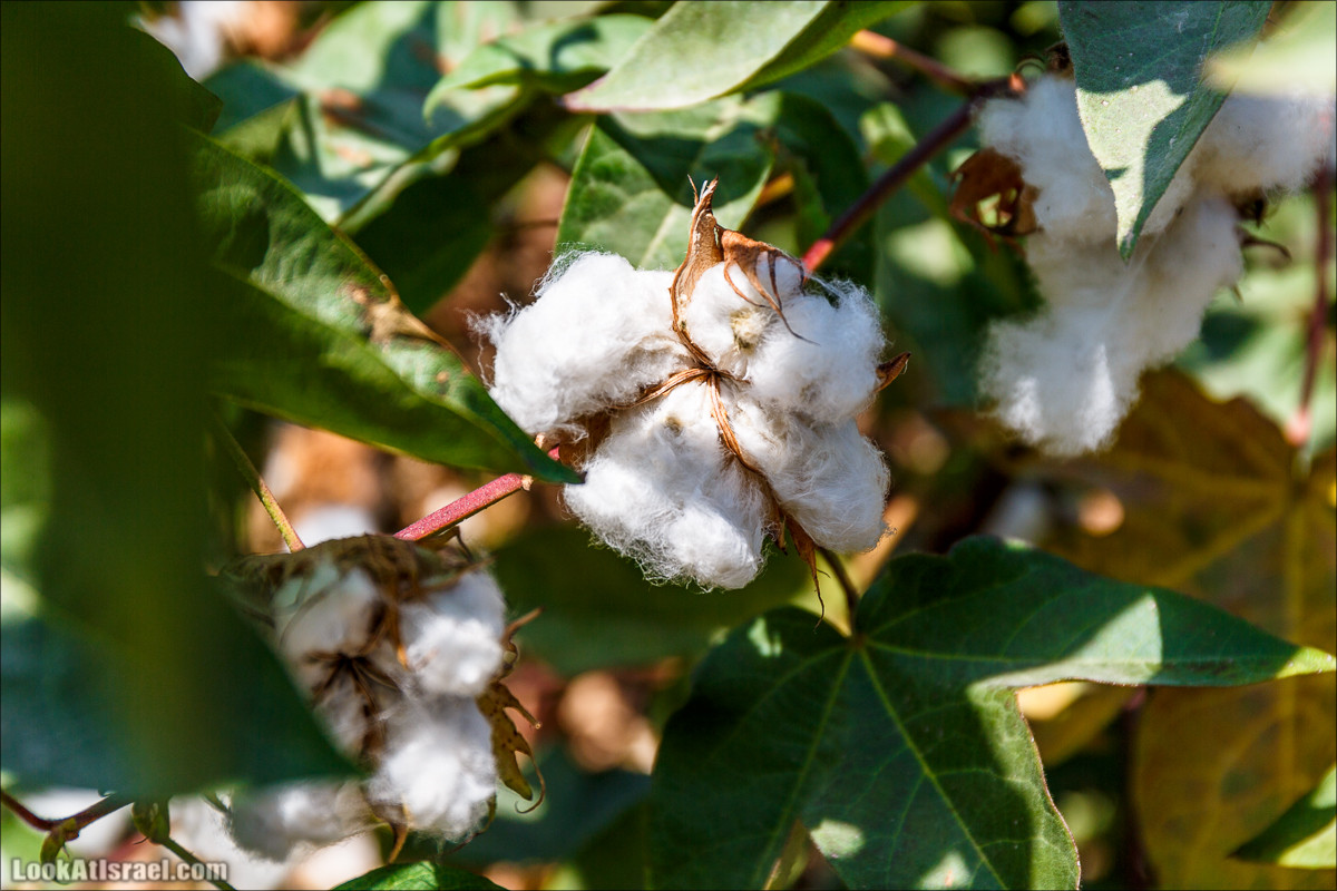 Ручей Александр, черепахи, природа и бездорожье | LookAtIsrael.com - Фото путешествия по Израилю
