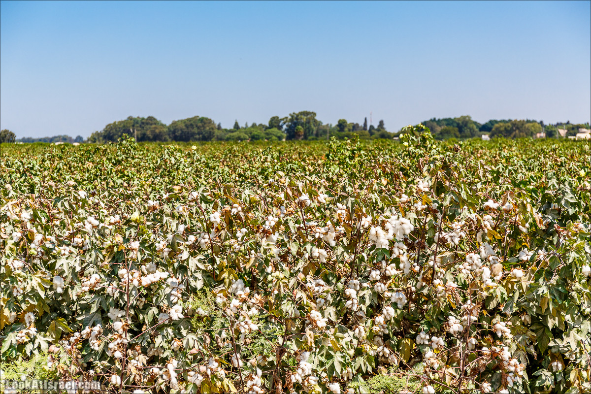 Ручей Александр, черепахи, природа и бездорожье | LookAtIsrael.com - Фото путешествия по Израилю