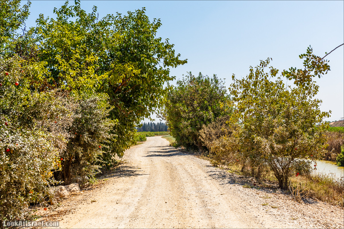 Ручей Александр, черепахи, природа и бездорожье | LookAtIsrael.com - Фото путешествия по Израилю