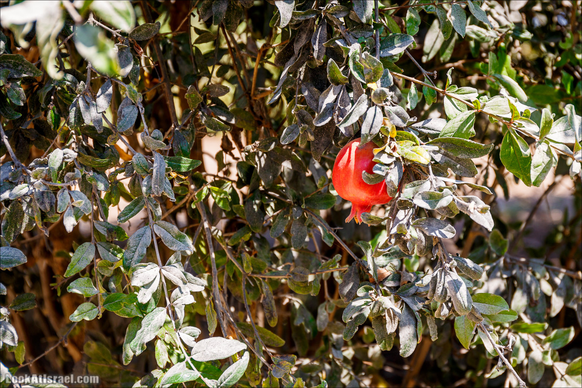 Ручей Александр, черепахи, природа и бездорожье | LookAtIsrael.com - Фото путешествия по Израилю