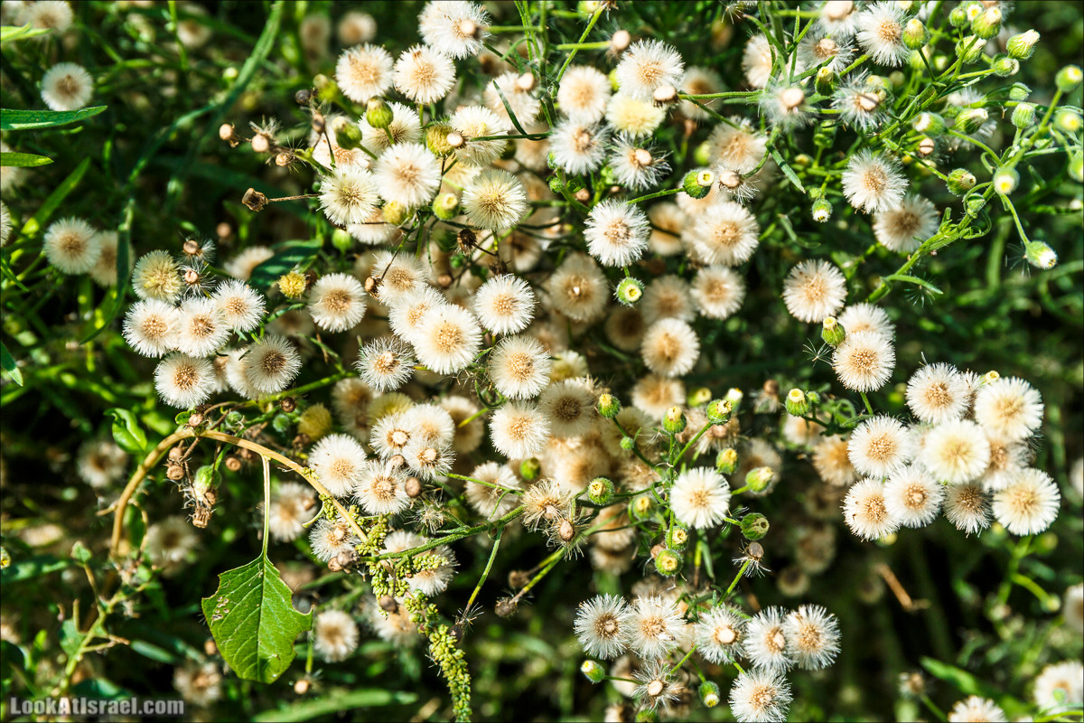 Ручей Александр, черепахи, природа и бездорожье | LookAtIsrael.com - Фото путешествия по Израилю