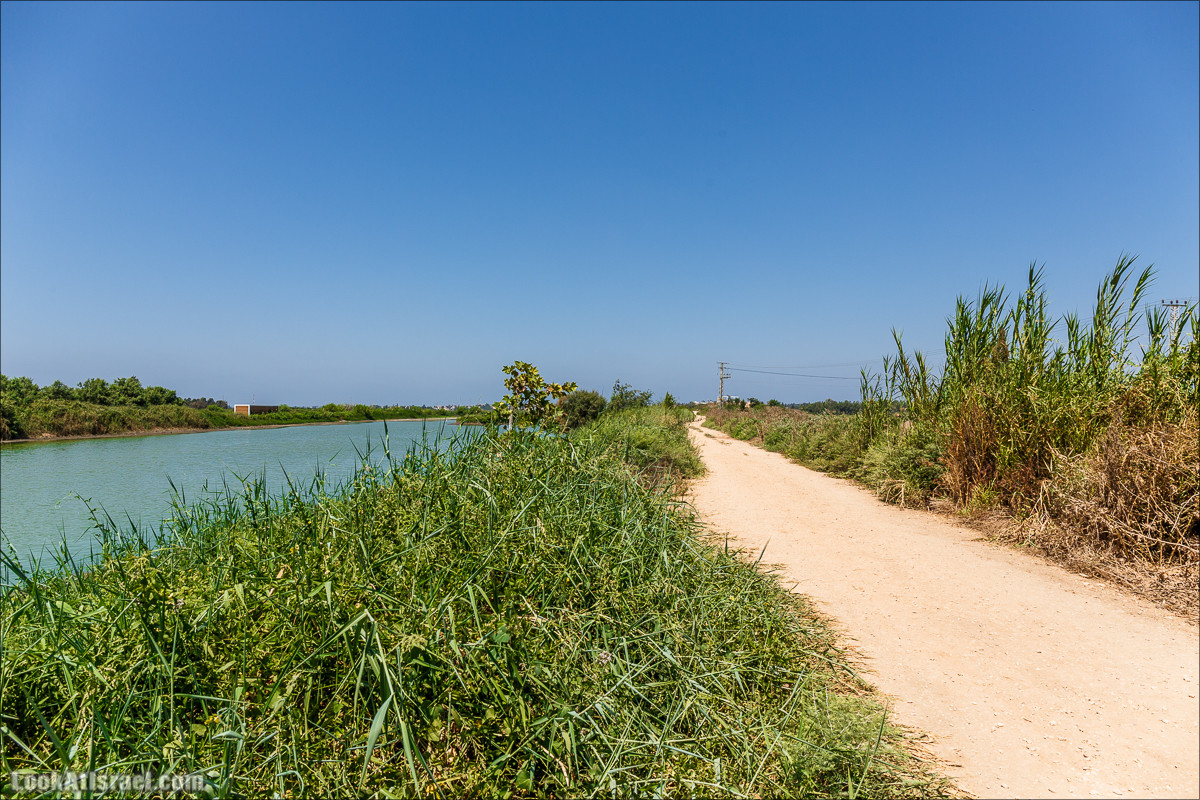 Ручей Александр, черепахи, природа и бездорожье | LookAtIsrael.com - Фото путешествия по Израилю