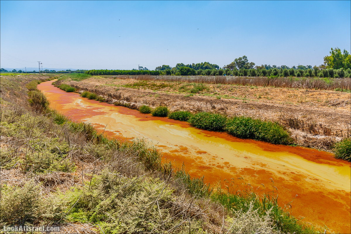 Ручей Александр, черепахи, природа и бездорожье | LookAtIsrael.com - Фото путешествия по Израилю