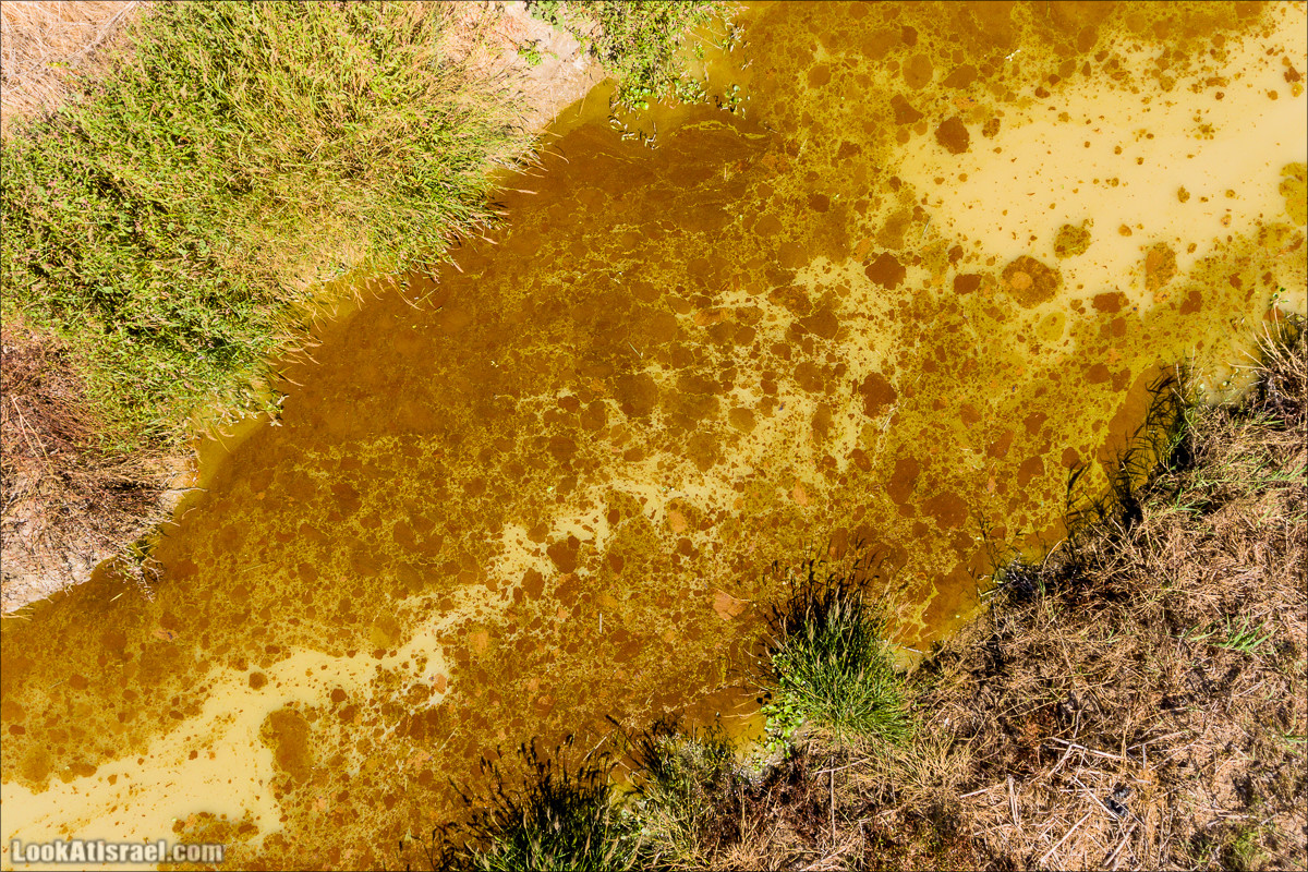 Ручей Александр, черепахи, природа и бездорожье | LookAtIsrael.com - Фото путешествия по Израилю