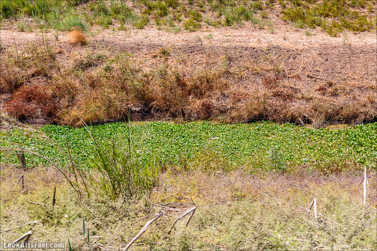 Ручей Александр, черепахи, природа и бездорожье | LookAtIsrael.com - Фото путешествия по Израилю