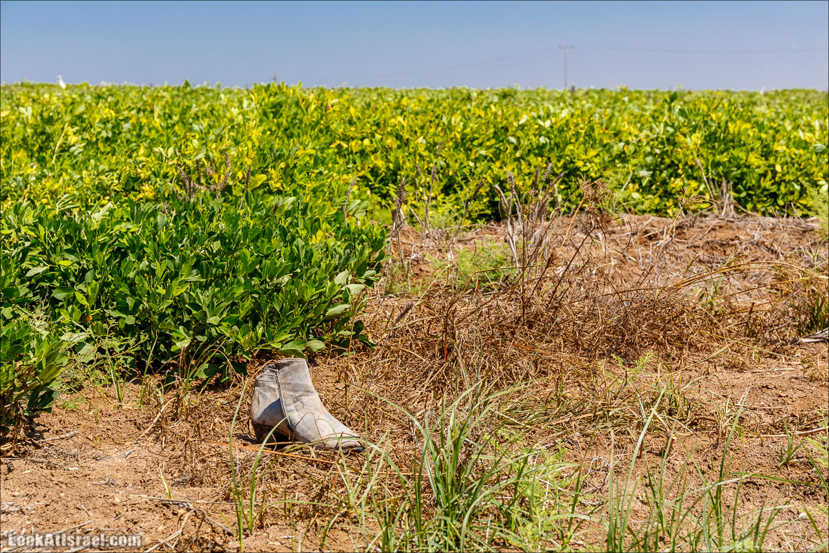 Ручей Александр, черепахи, природа и бездорожье | LookAtIsrael.com - Фото путешествия по Израилю