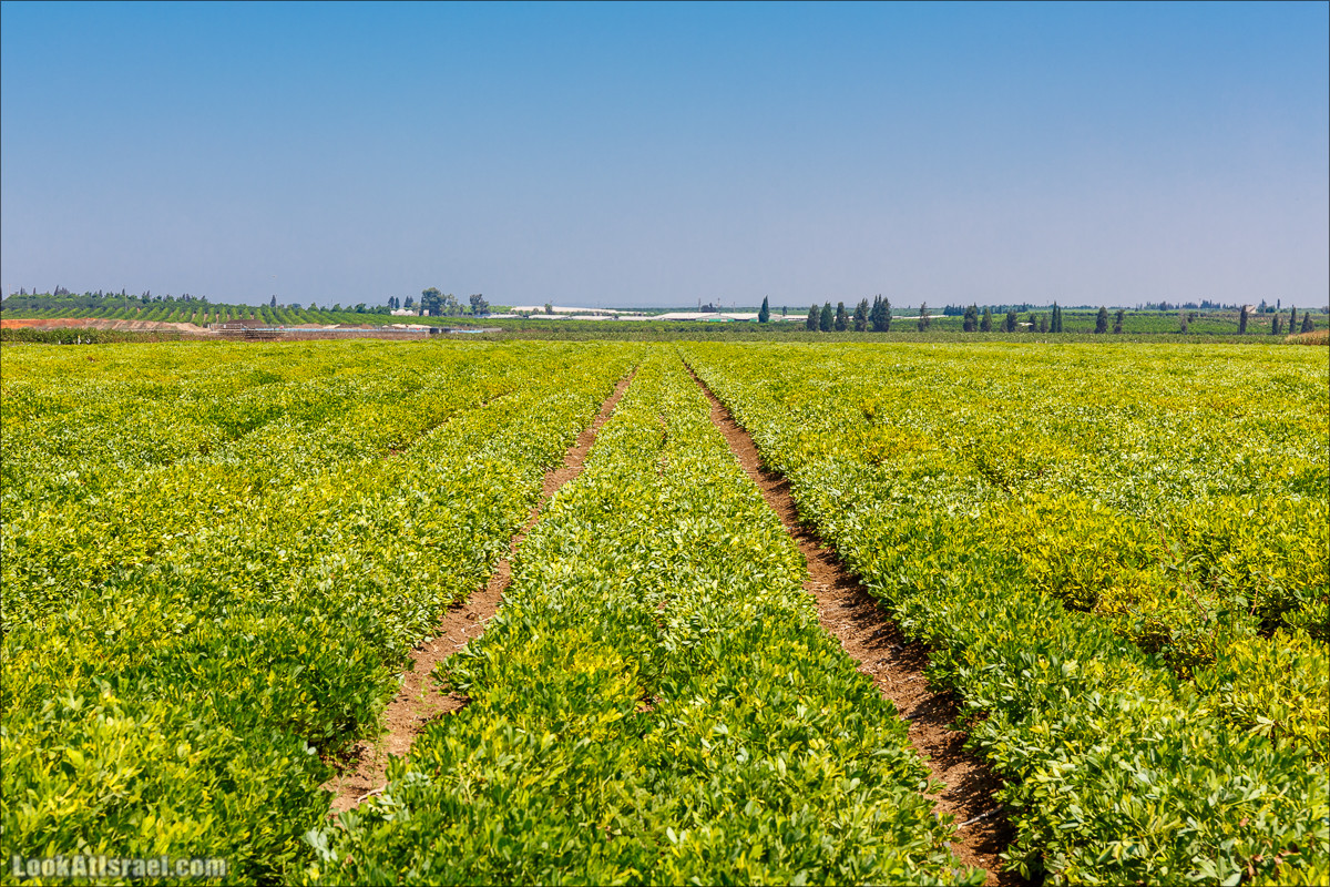 Ручей Александр, черепахи, природа и бездорожье | LookAtIsrael.com - Фото путешествия по Израилю