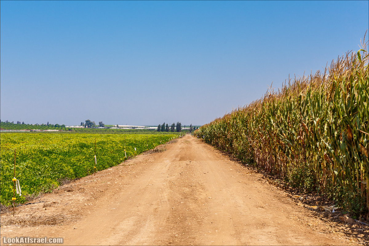Ручей Александр, черепахи, природа и бездорожье | LookAtIsrael.com - Фото путешествия по Израилю