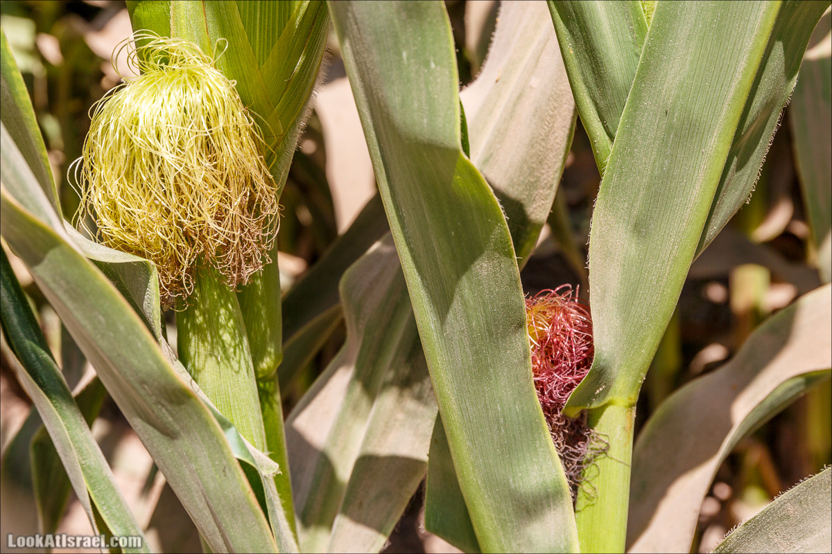 Ручей Александр, черепахи, природа и бездорожье | LookAtIsrael.com - Фото путешествия по Израилю