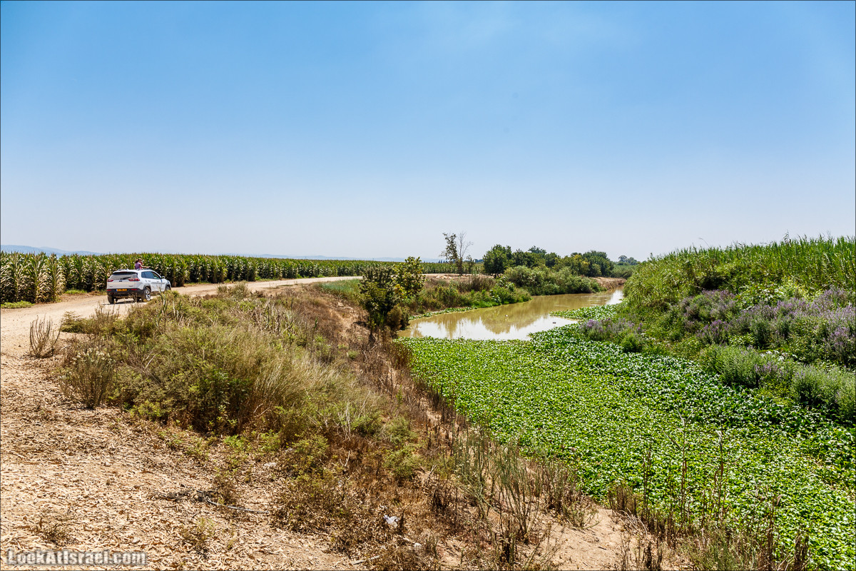Ручей Александр, черепахи, природа и бездорожье | LookAtIsrael.com - Фото путешествия по Израилю