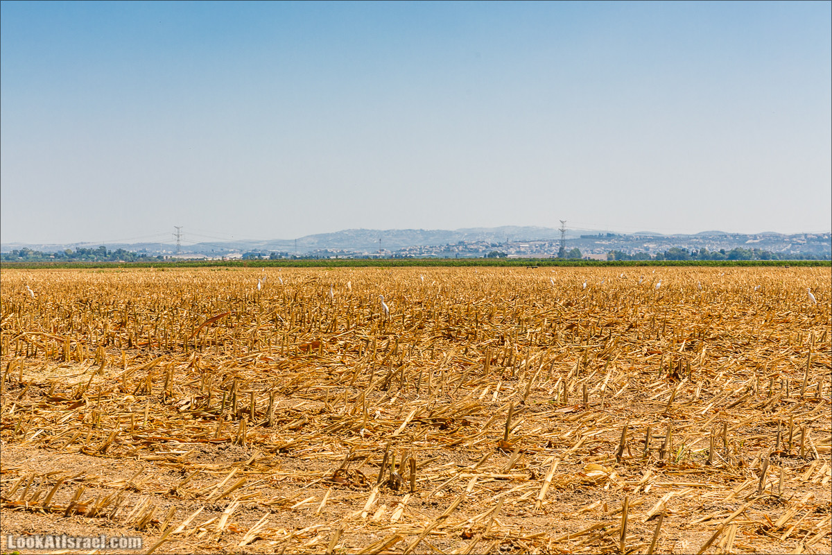 Ручей Александр, черепахи, природа и бездорожье | LookAtIsrael.com - Фото путешествия по Израилю