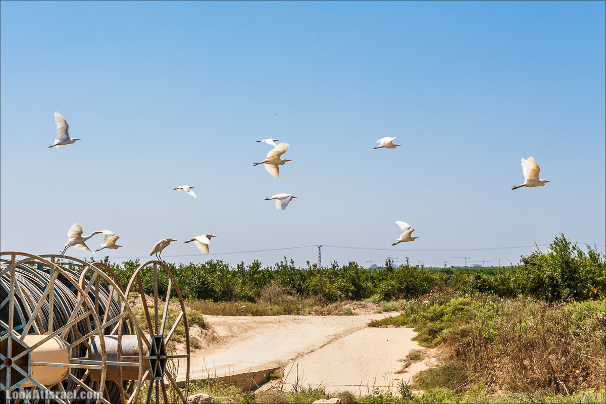 Ручей Александр, черепахи, природа и бездорожье | LookAtIsrael.com - Фото путешествия по Израилю