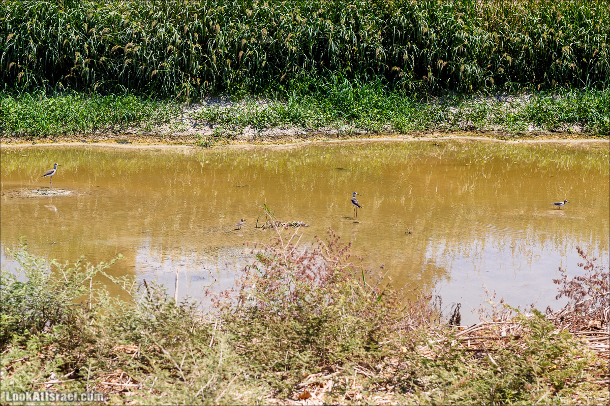 Ручей Александр, черепахи, природа и бездорожье | LookAtIsrael.com - Фото путешествия по Израилю