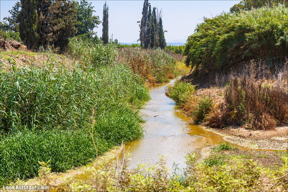 Ручей Александр, черепахи, природа и бездорожье | LookAtIsrael.com - Фото путешествия по Израилю