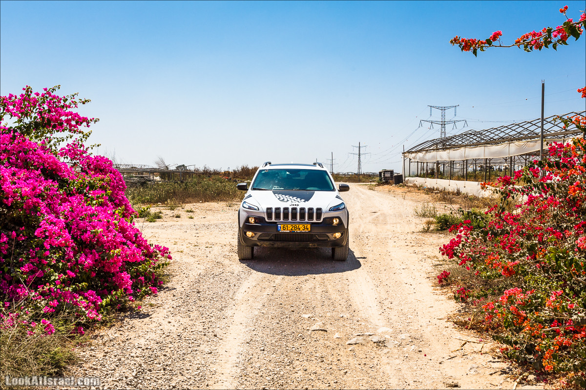 Ручей Александр, черепахи, природа и бездорожье | LookAtIsrael.com - Фото путешествия по Израилю