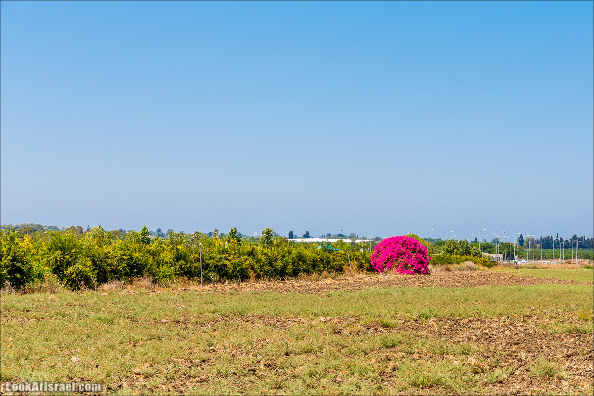 Ручей Александр, черепахи, природа и бездорожье | LookAtIsrael.com - Фото путешествия по Израилю