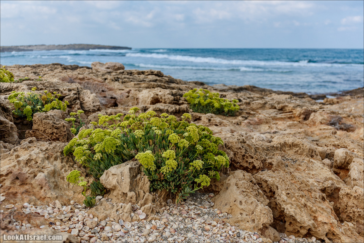 Побережье Дор а-Боним | Dor ha-Bonim Coast | חוף דור הבונים | LookAtIsrael.com - Фото путешествия по Израилю