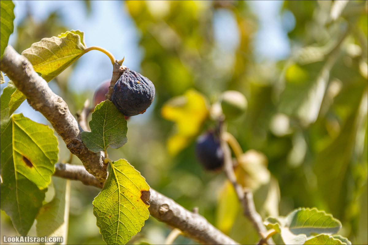 Прогулка по иерусалимским горам. От зоопарка до Моца | LookAtIsrael.com - Фото путешествия по Израилю