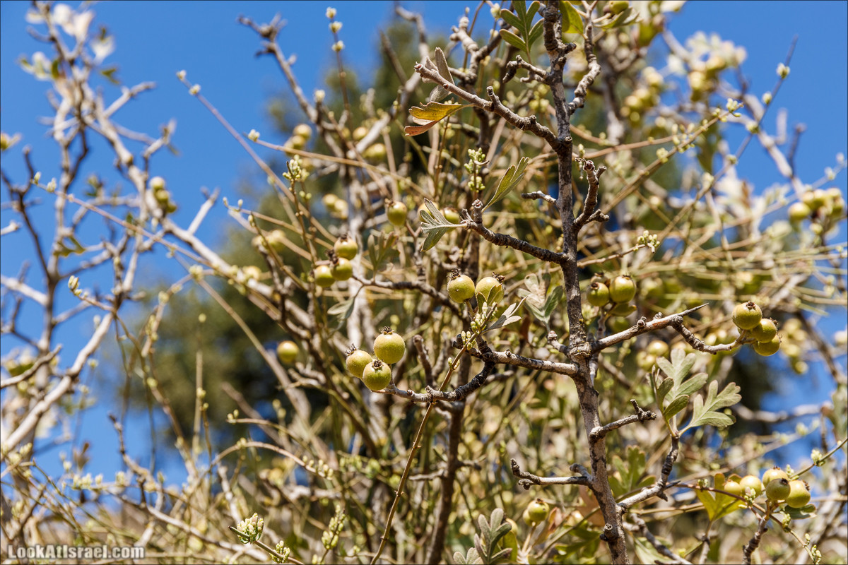 Прогулка по иерусалимским горам. От зоопарка до Моца | LookAtIsrael.com - Фото путешествия по Израилю