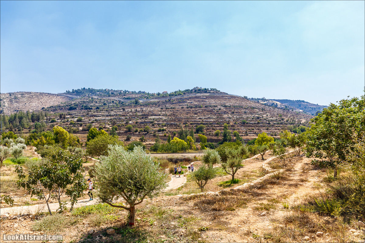 Прогулка по иерусалимским горам. От зоопарка до Моца | LookAtIsrael.com - Фото путешествия по Израилю