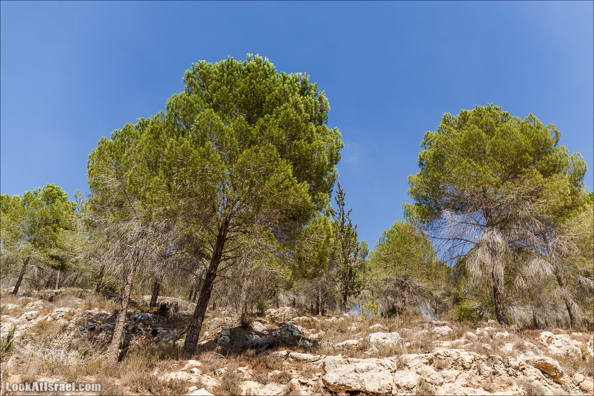 Прогулка по иерусалимским горам. От зоопарка до Моца | LookAtIsrael.com - Фото путешествия по Израилю