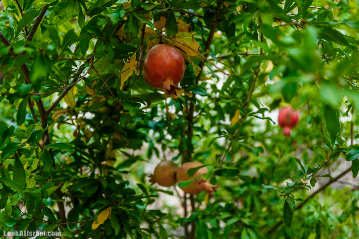 Прогулка по иерусалимским горам. От зоопарка до Моца | LookAtIsrael.com - Фото путешествия по Израилю