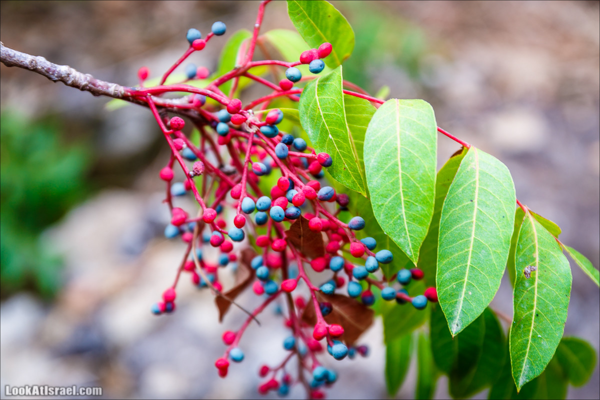 Нахаль Бецет и нахаль Верах | LookAtIsrael.com - Фото путешествия по Израилю