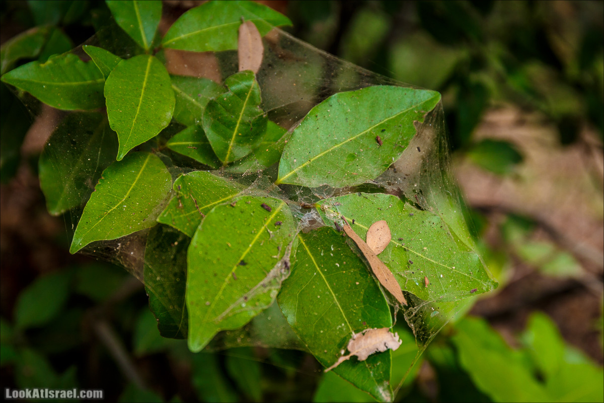 Нахаль Бецет и нахаль Верах | LookAtIsrael.com - Фото путешествия по Израилю