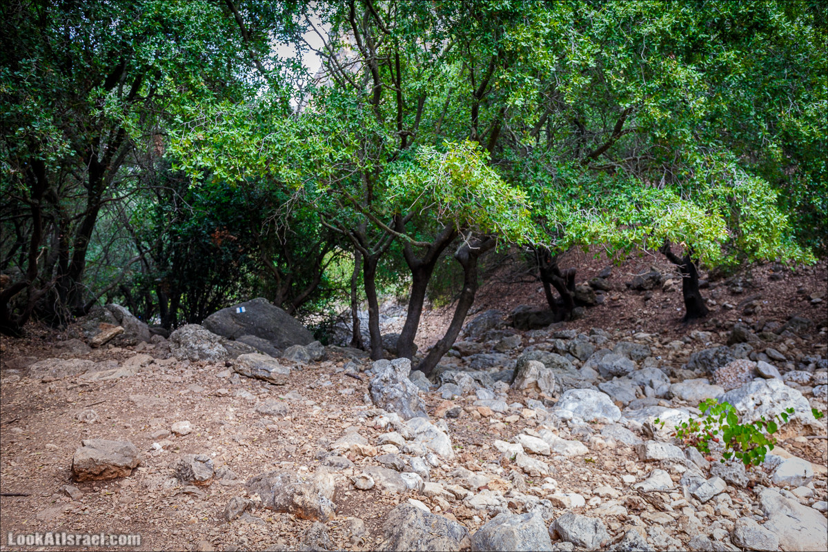 Нахаль Бецет и нахаль Верах | LookAtIsrael.com - Фото путешествия по Израилю
