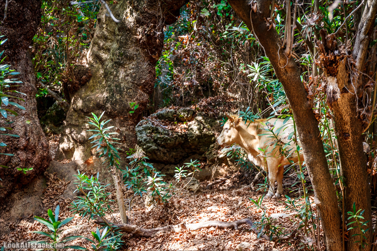 Нахаль Бецет и нахаль Верах | LookAtIsrael.com - Фото путешествия по Израилю