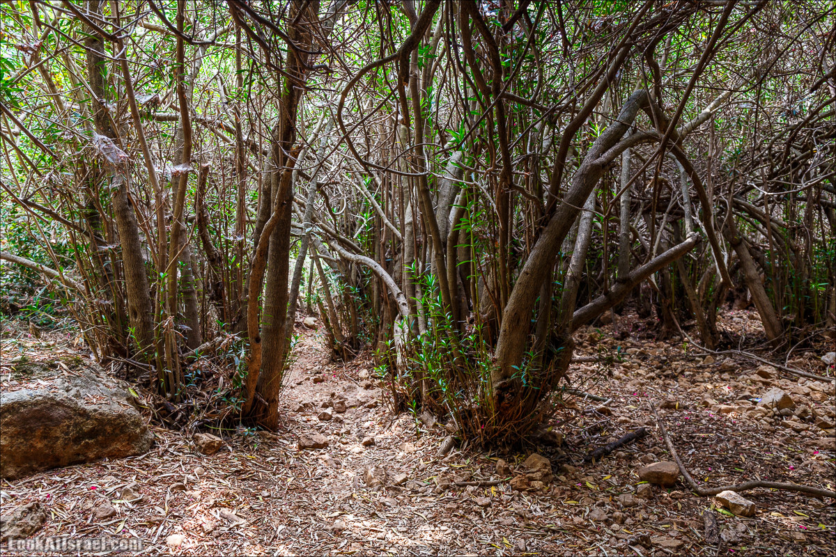 Нахаль Бецет и нахаль Верах | LookAtIsrael.com - Фото путешествия по Израилю